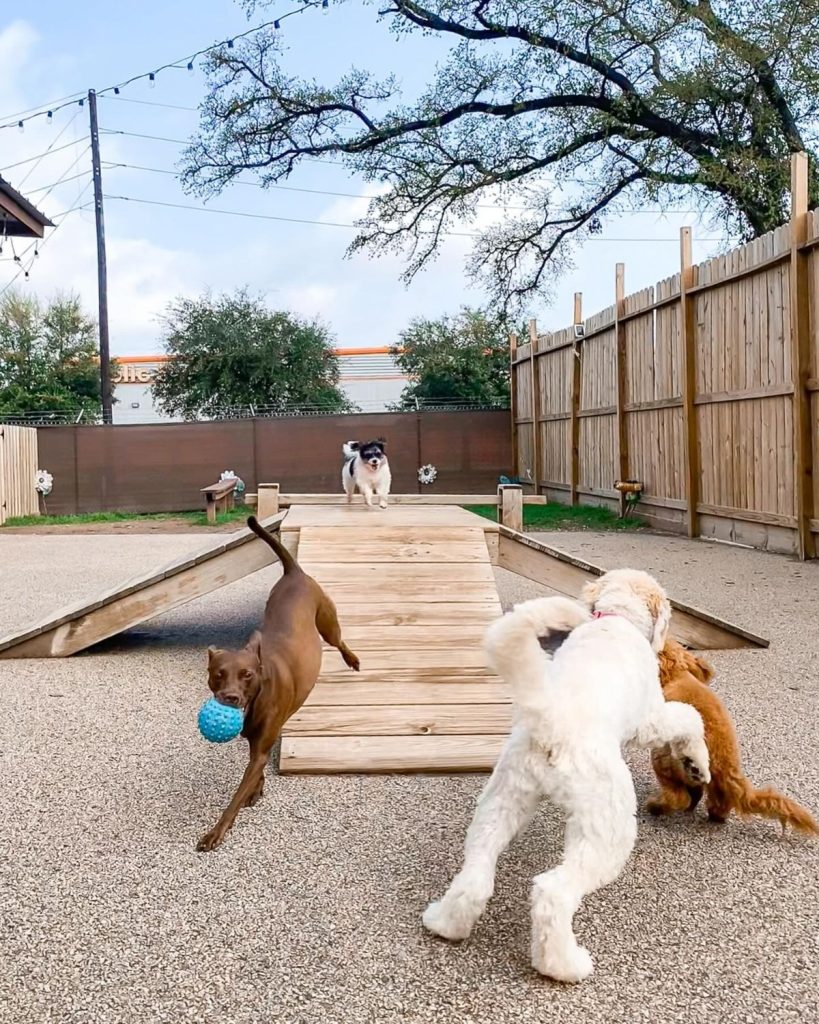 Dogs running and playing on the wooden agility ramp in the Chixie play yard