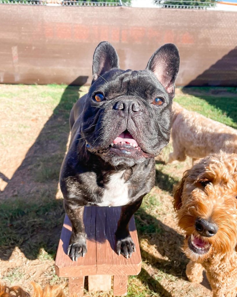 A black French bulldog standing on a wooden bench in the play yard next to a goldendoodle