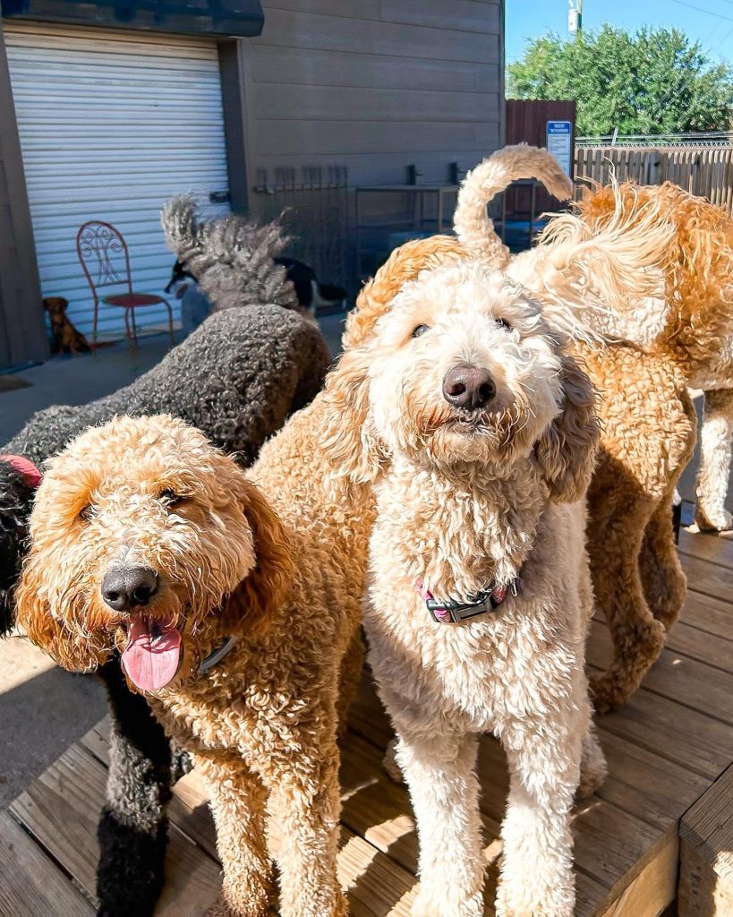 A group of goldendoodles hanging out together on the sunny deck at Chixie