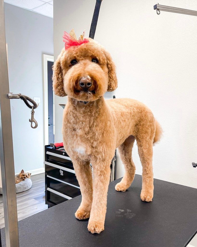 A freshly groomed apricot goldendoodle with a red bow standing on the grooming table