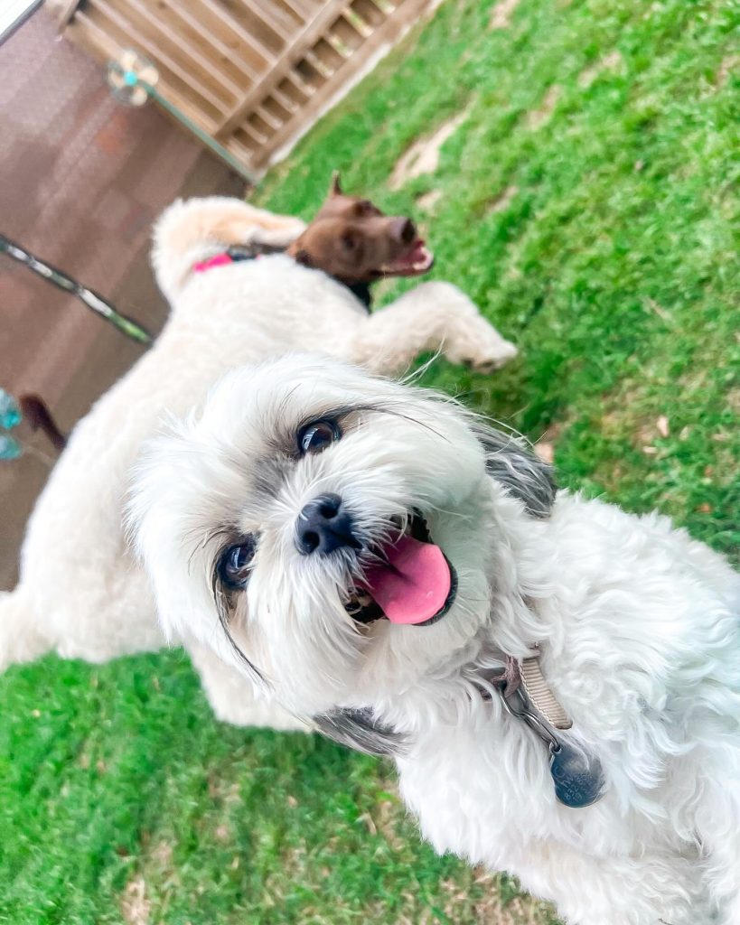 A happy white and gray shih tzu mix smiling up at the camera in the grass