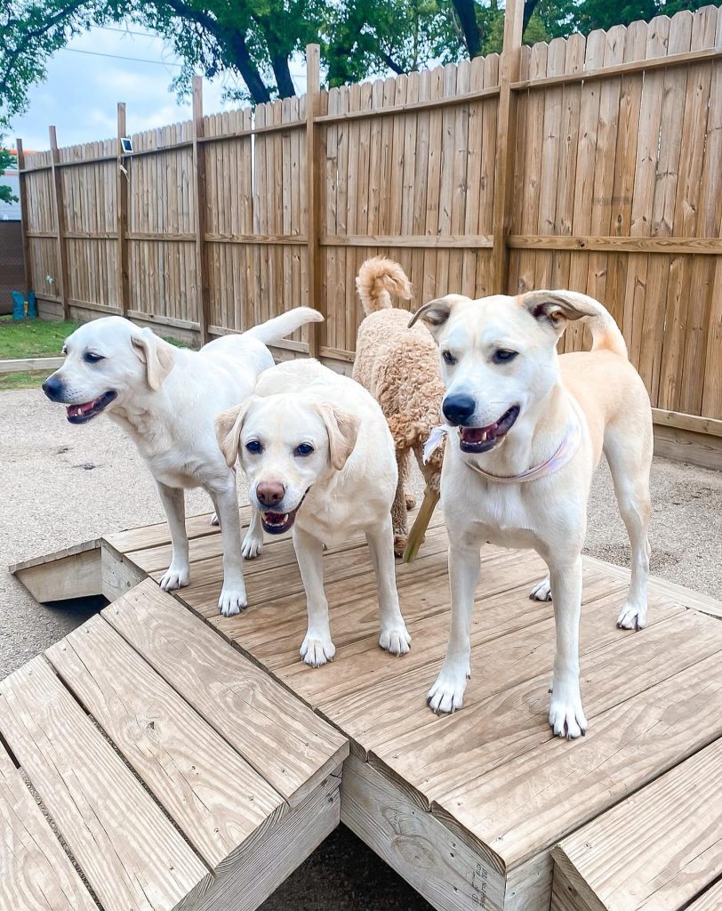 Three dogs standing together on the wooden play platform in the Chixie yard